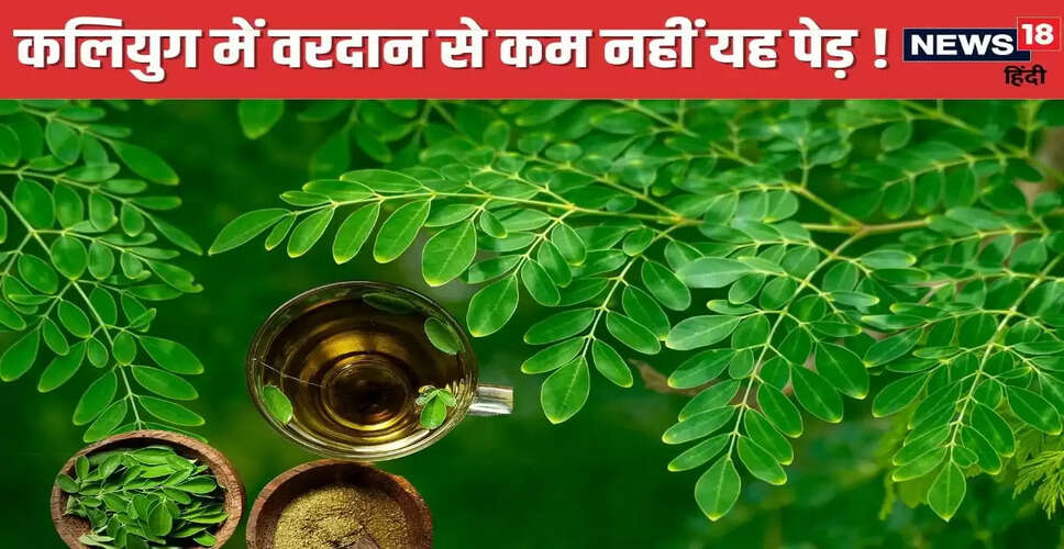 मोरिंगा पेड़ के औषधीय गुण: स्वास्थ्य के लिए लाभकारी