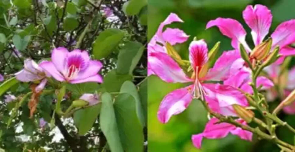 जोड़ों के दर्द से थायराइड तक, कचनार के अद्भुत फायदे!