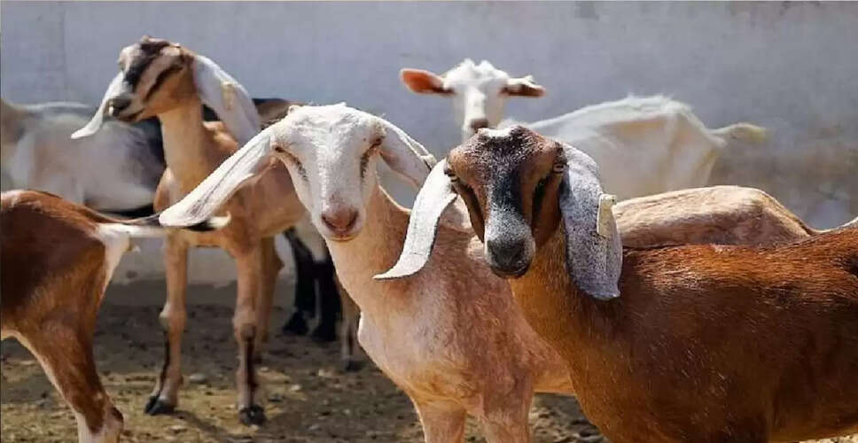 बिहार में अजगर की मौजूदगी से मची अफरातफरी