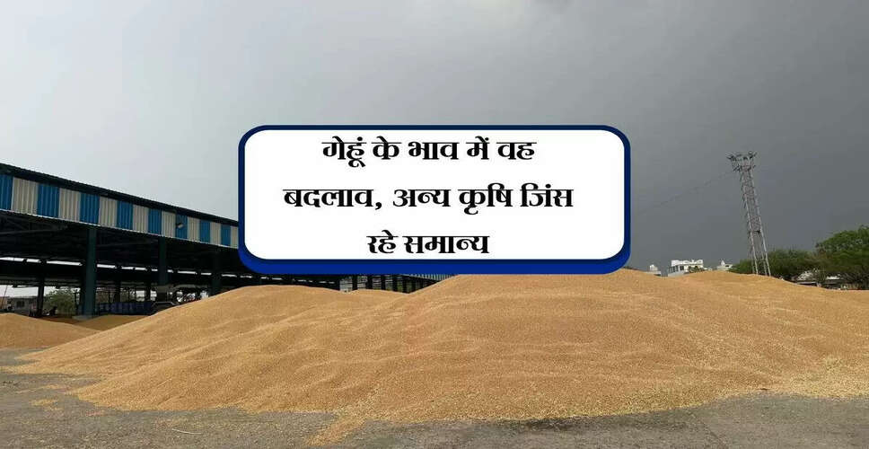 बारां मंडी में कृषि जिंसों की आवक में वृद्धि, गेहूं और सरसों के भाव में हल्की बढ़ोतरी