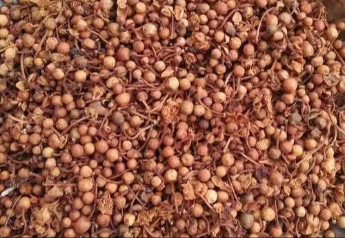 नागकेसर: गर्भधारण में मददगार घरेलू उपाय