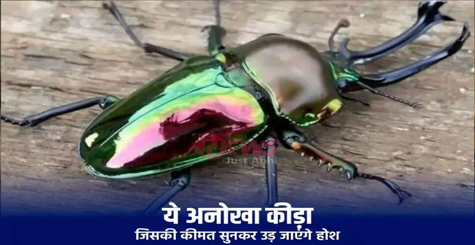 दुनिया के सबसे महंगे कीड़ों में Stag Beetle की अनोखी विशेषताएँ