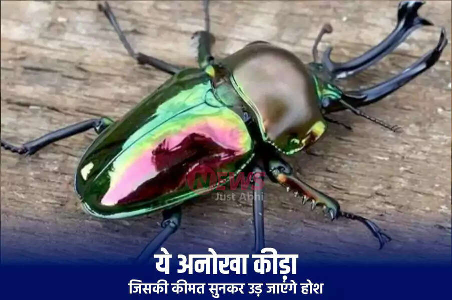दुनिया के सबसे महंगे कीड़ों में Stag Beetle की अनोखी विशेषताएँ