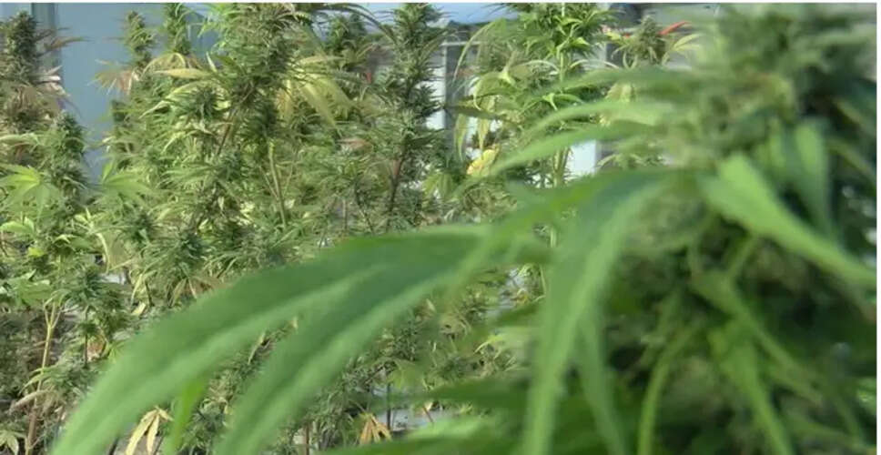 भारत में CBD गमीज़ की वैधता: जानें क्या है कानूनी स्थिति