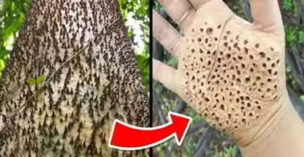 दुनिया का सबसे खतरनाक पेड़: सैंड बॉक्स ट्री