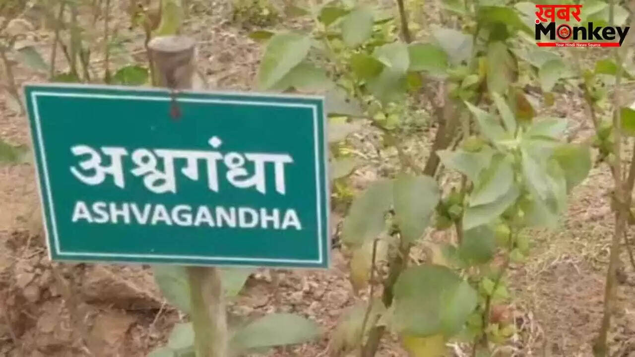FSSAI का नया आदेश: अश्वगंधा की पत्तियों का खाद्य उत्पादों में उपयोग प्रतिबंधित