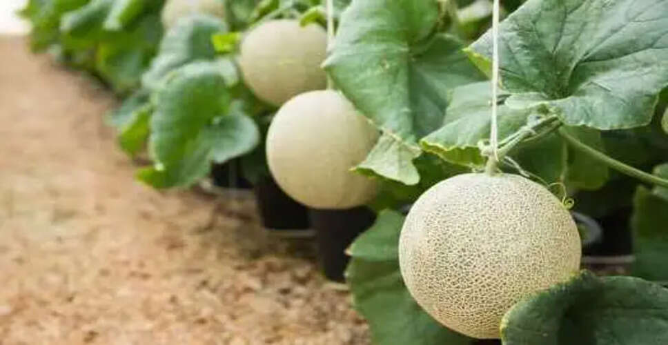 जापानी युबारी किंग: दुनिया का सबसे महंगा खरबूजा