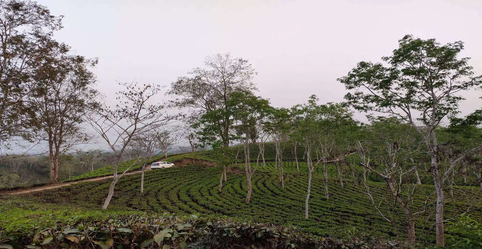 त्रिपुरा में लुधुआ चाय बागान को इको टूरिज्म स्थल में विकसित किया जाएगा