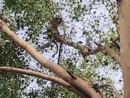 जंगली जानवर के हमले से क्षेत्र में दहशत, युवक गंभीर रूप से घायल