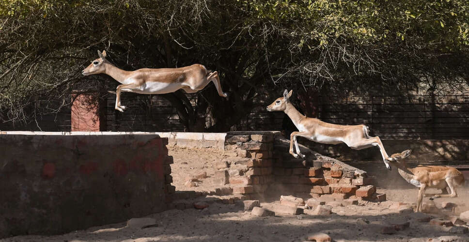 पीलीभीत में हिरण पर कुत्तों का हमला, वन विभाग ने किया उपचार