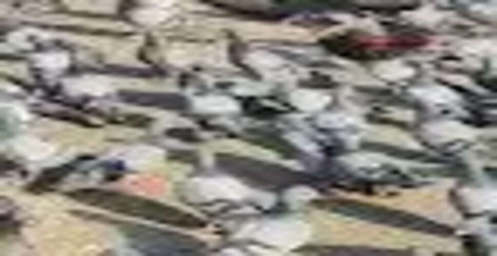 दिल्ली में कबूतरों को दाना खिलाने पर सख्त कार्रवाई