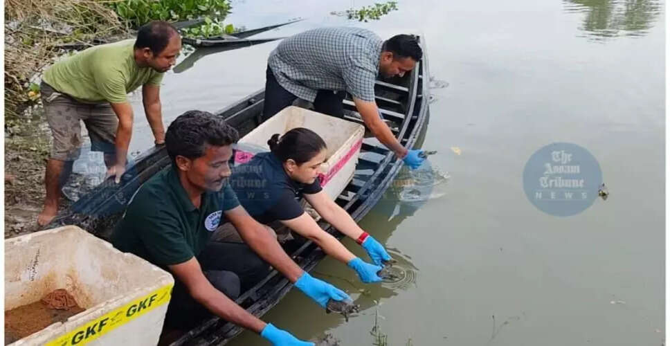 मोरिगांव में दुर्लभ कछुओं का संरक्षण: 104 कछुओं को Pobitora वन्यजीव अभयारण्य में छोड़ा गया
