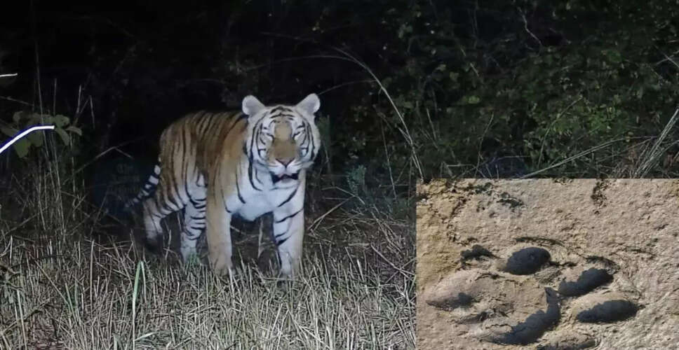 पोबा रिजर्व में बाघिन और उसके शावकों की गतिविधियाँ बढ़ी
