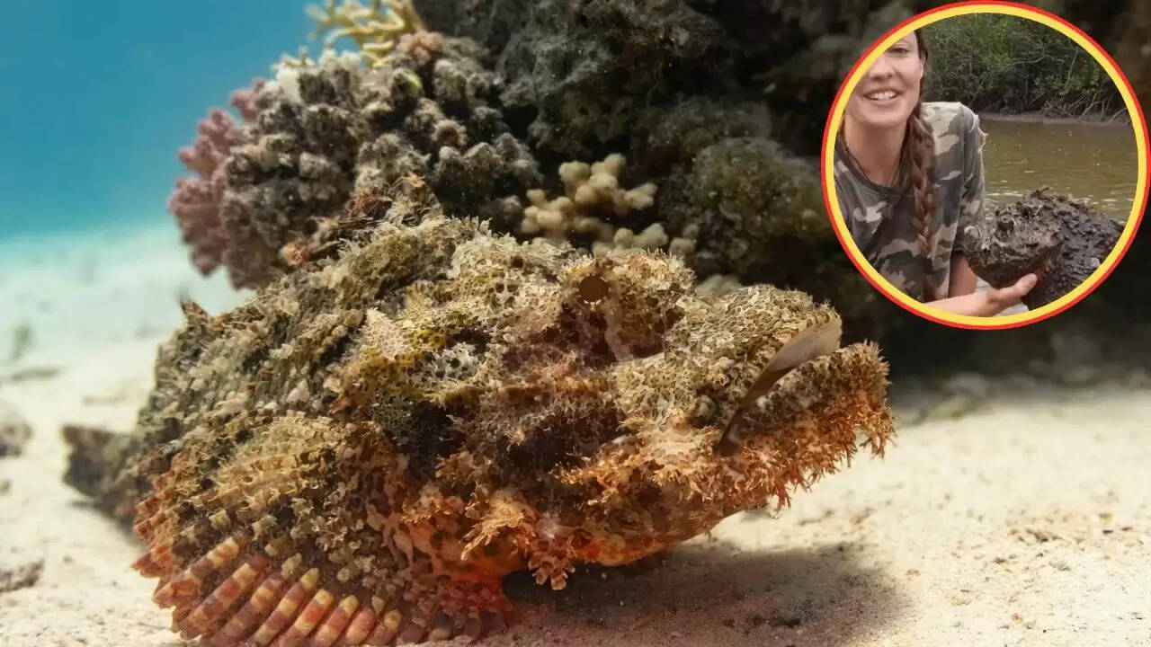 खतरनाक स्टोनफिश: लड़की ने पानी में निकाली जहरीली मछली, वीडियो हुआ वायरल