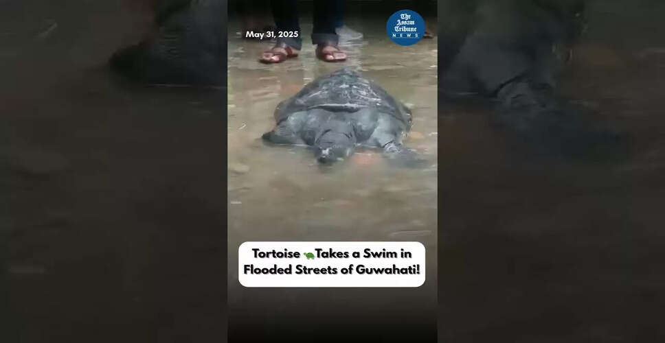 दिलचस्प वीडियो सामग्री