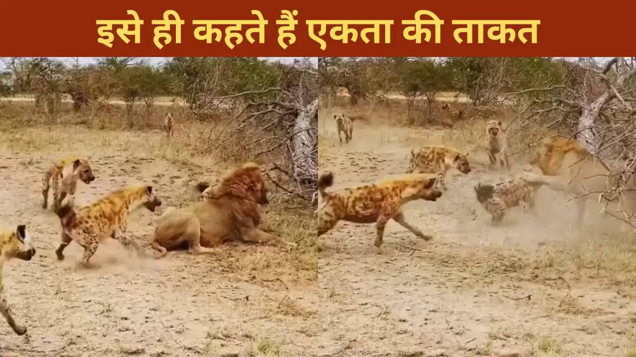 लकड़बग्घों की एकता ने शेर को हराया; वायरल वीडियो ने किया सबको हैरान