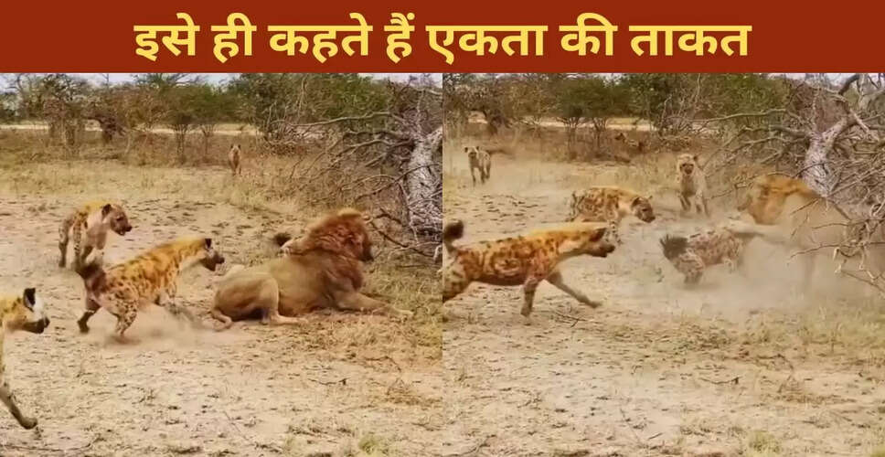 लकड़बग्घों की एकता ने शेर को हराया; वायरल वीडियो ने किया सबको हैरान