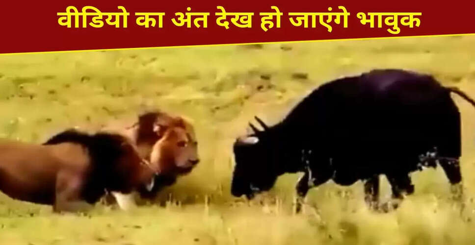 भैंस ने शेरों से भिड़कर अपने बच्चे की जान बचाई, भावुक कर देने वाला वीडियो वायरल