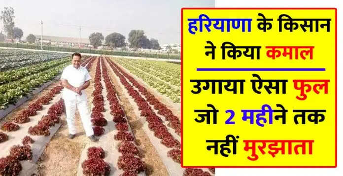 हरियाणा के किसान बिजेंद्र दलाल की सफलता की कहानी