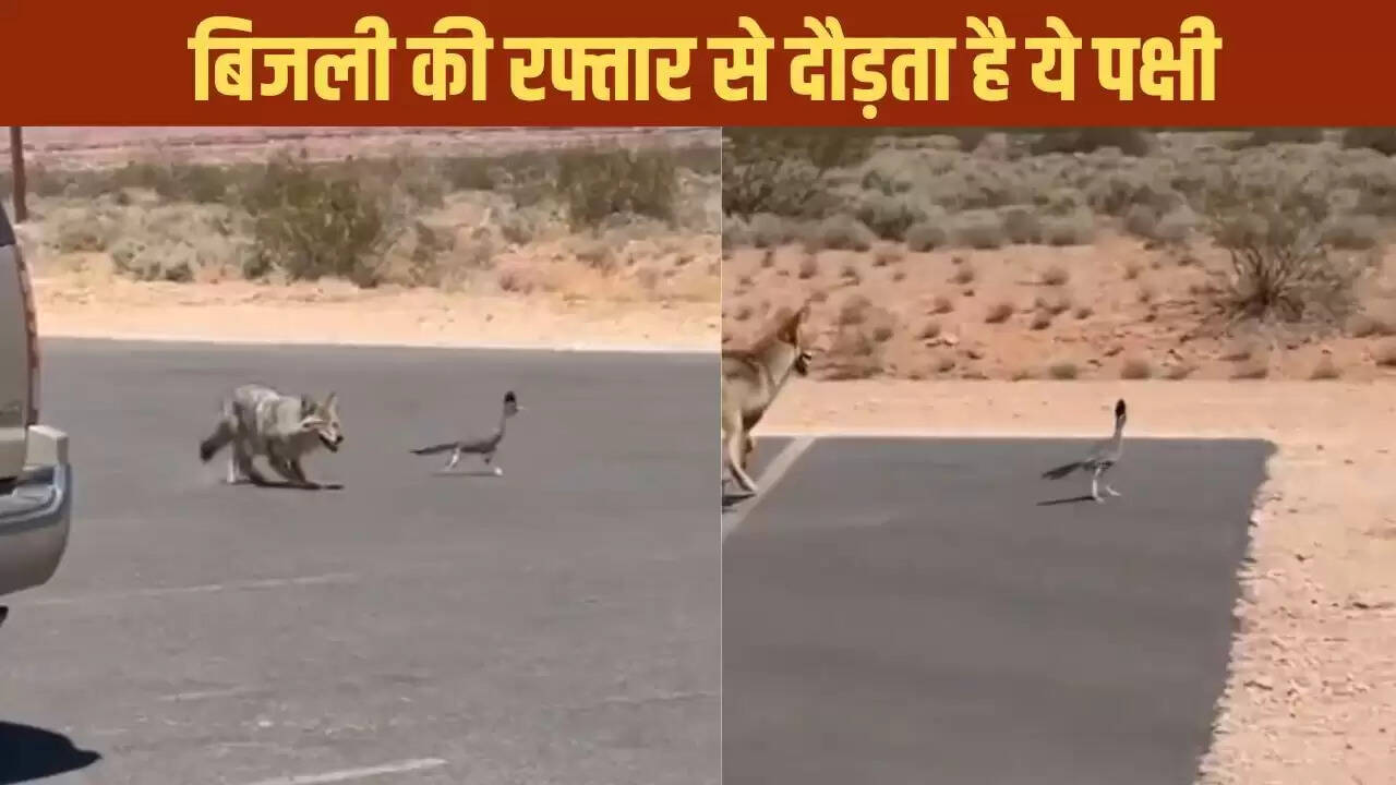 रोड रनर: तेज़ दौड़ने वाला पक्षी जिसने कुत्ते को पीछे छोड़ दिया