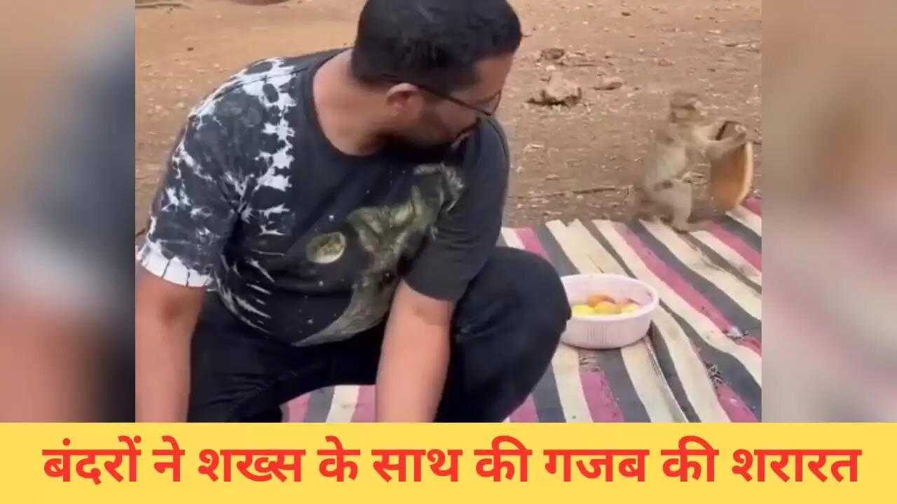 बंदरों की शरारतों से भरी पिकनिक का मजेदार वीडियो वायरल