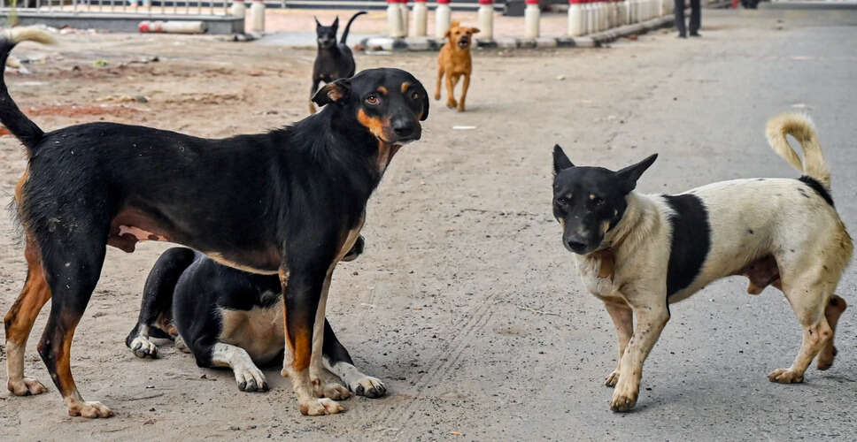 आवारा कुत्तों के हमले से महिला की मौत, ग्रामीणों में चिंता