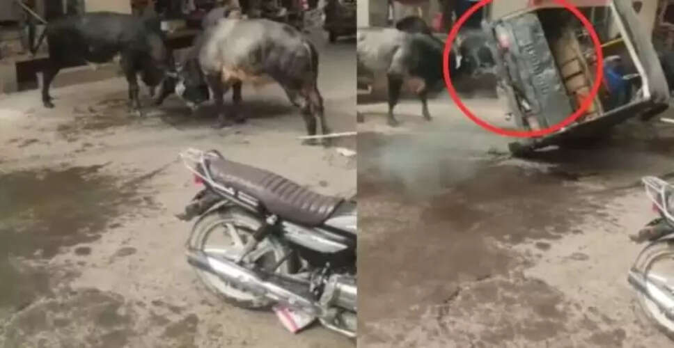 सोशल मीडिया पर वायरल हुआ ऑटो ड्राइवर और सांडों की लड़ाई का वीडियो