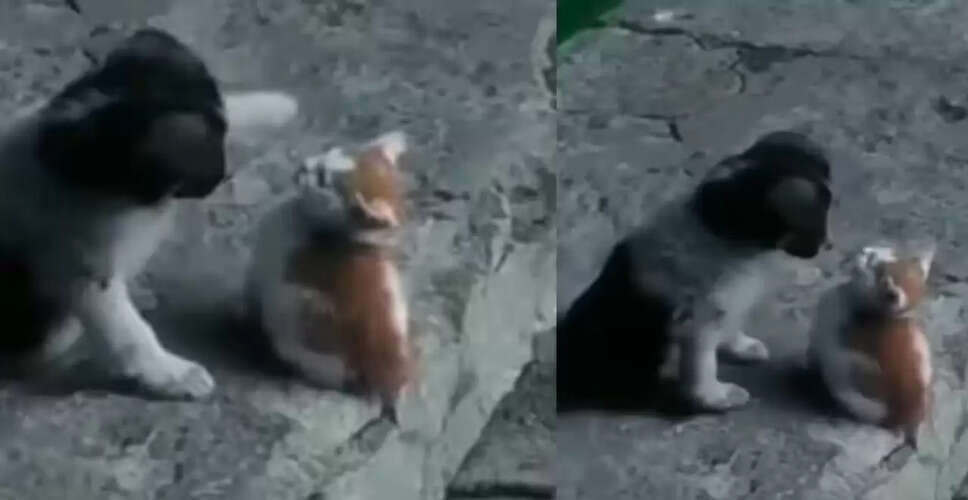 कुत्ते और बिल्ली की अनोखी दोस्ती का वायरल वीडियो