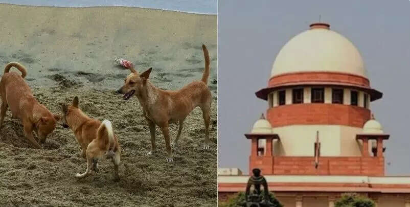 सर्वोच्च न्यायालय का आवारा श्वानों के मुद्दे पर सख्त रुख