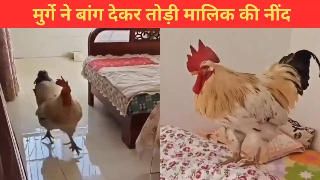 मुर्गे की मजेदार हरकत से जागा मालिक, वायरल हुआ वीडियो