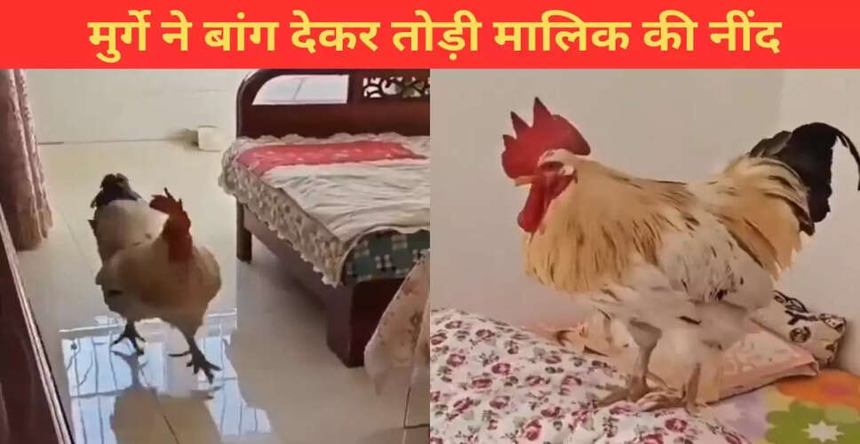 मुर्गे की मजेदार हरकत से जागा मालिक, वायरल हुआ वीडियो