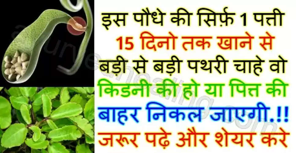 पत्थर चट्टा: पथरी के लिए आयुर्वेदिक उपचार