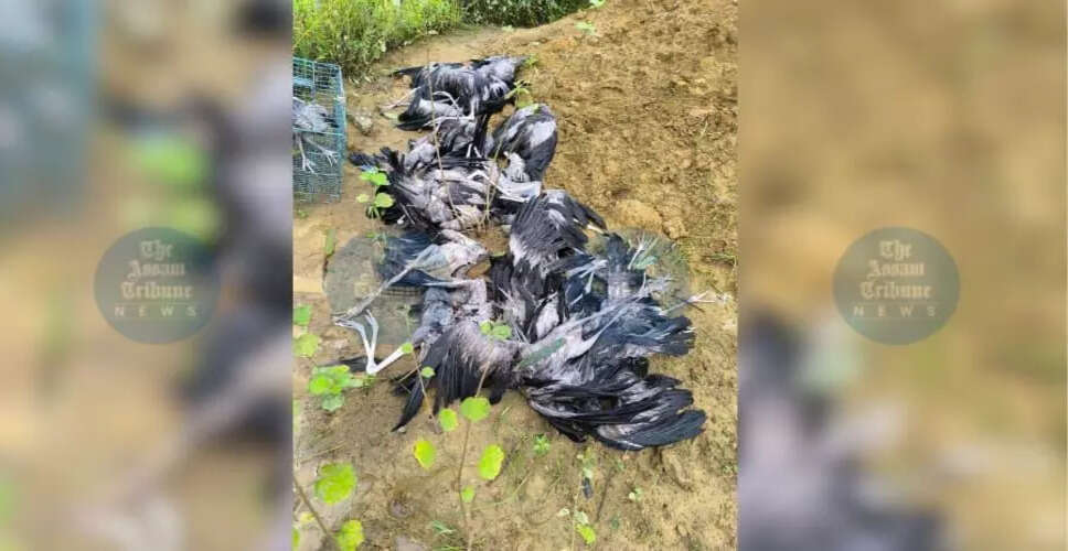 डिगबोई में तूफान से 23 एशियाई ओपनबिल सारस की मौत