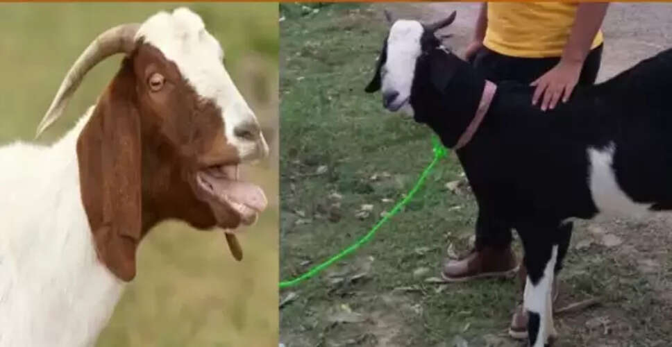 बिहार चुनाव 2025: बकरों की मंडी में चर्चा और चुनावी तैयारियों की सख्ती