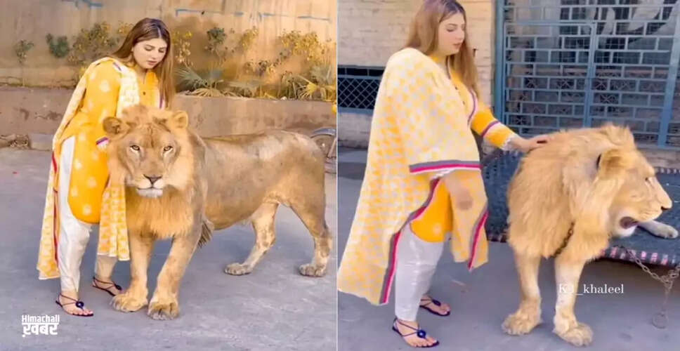 लड़की ने शेर को प्यार से पुचकारा, वीडियो ने मचाई धूम
