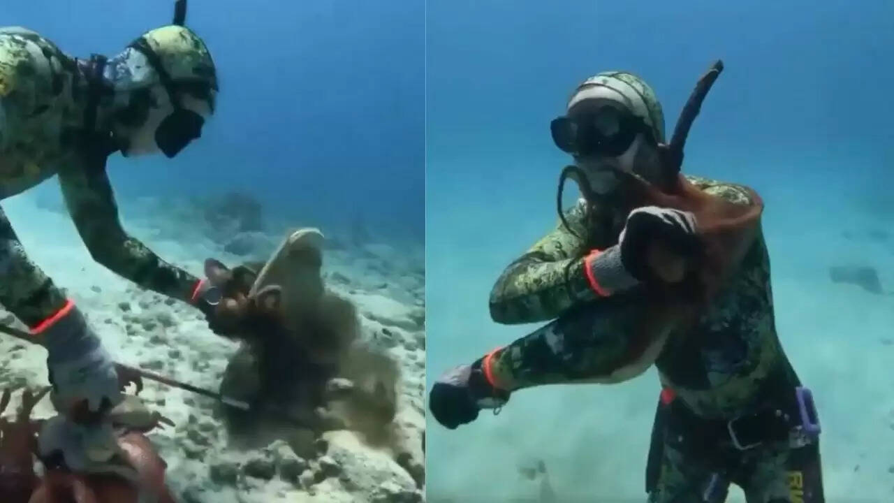 गोताखोर पर ऑक्टोपस का अटैक: वायरल वीडियो ने मचाई सनसनी