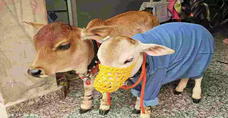 हरियाणा में दुर्लभ गायों की खरीदारी से मचा हड़कंप