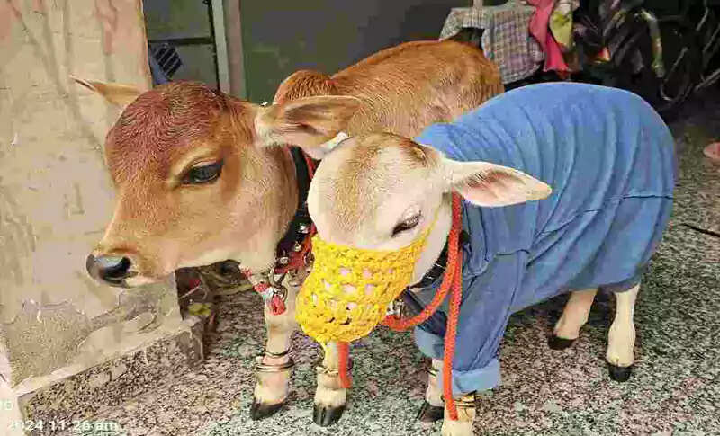 हरियाणा में दुर्लभ गायों की खरीदारी से मचा हड़कंप