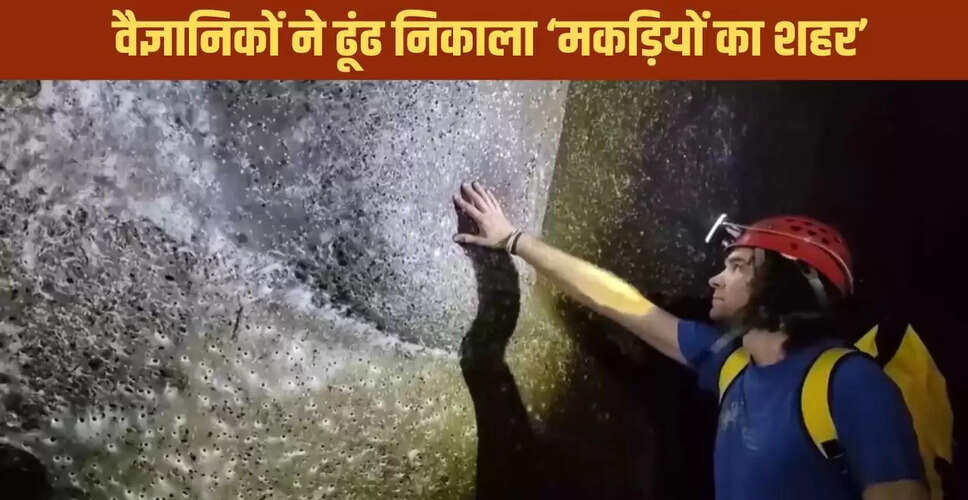 वैज्ञानिकों की अद्भुत खोज: दुनिया का सबसे बड़ा मकड़ी का जाल
