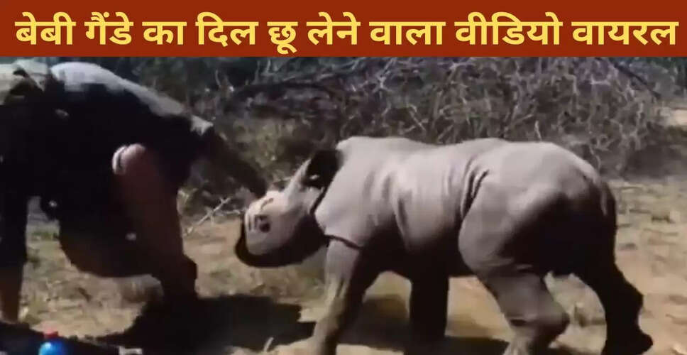बेबी गैंडे का डॉक्टरों पर गुस्सा: दिल छू लेने वाला वीडियो वायरल