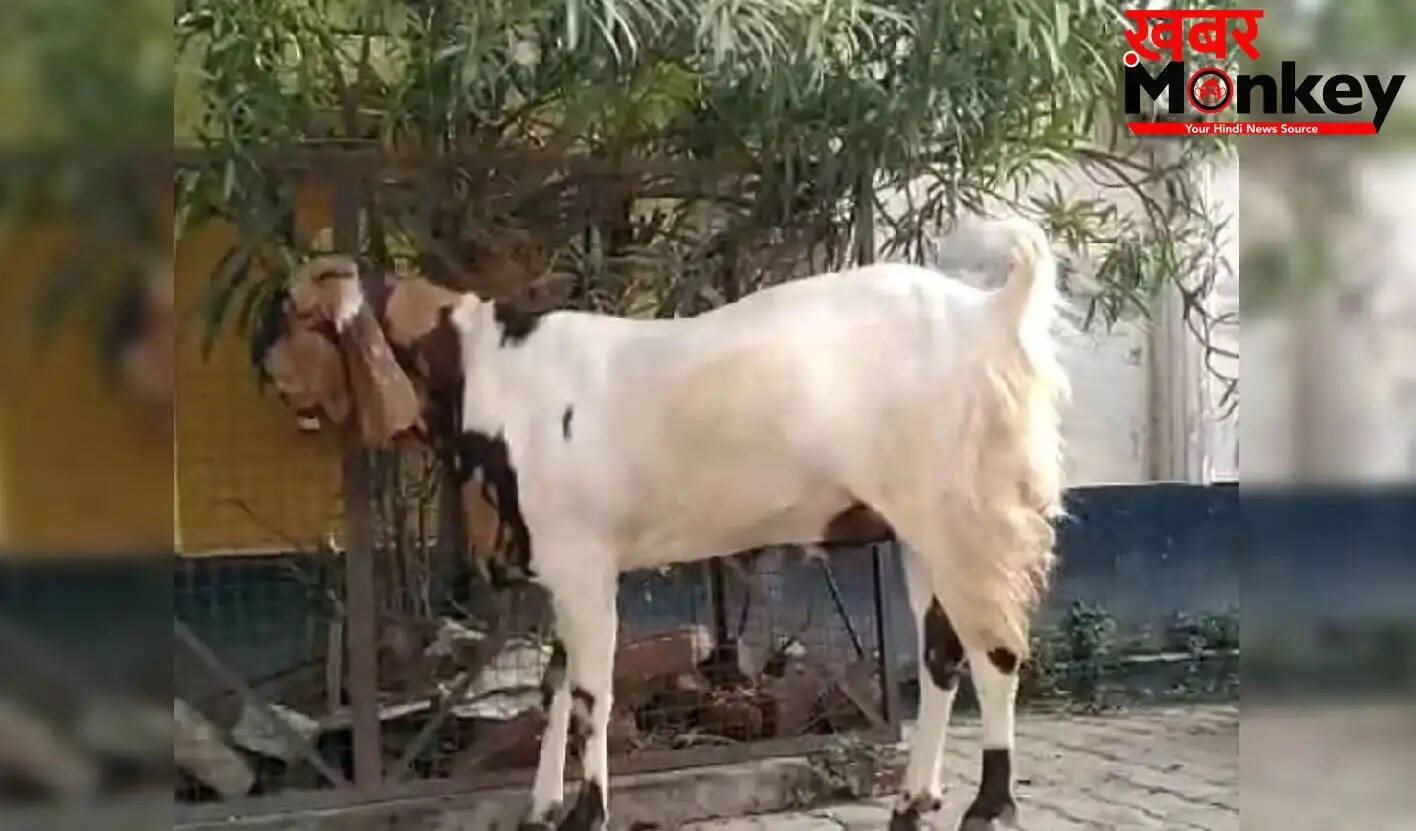 मैनपुरी में बकरीद की तैयारियों में तेजी, तोताफरी बकरों की बढ़ती मांग