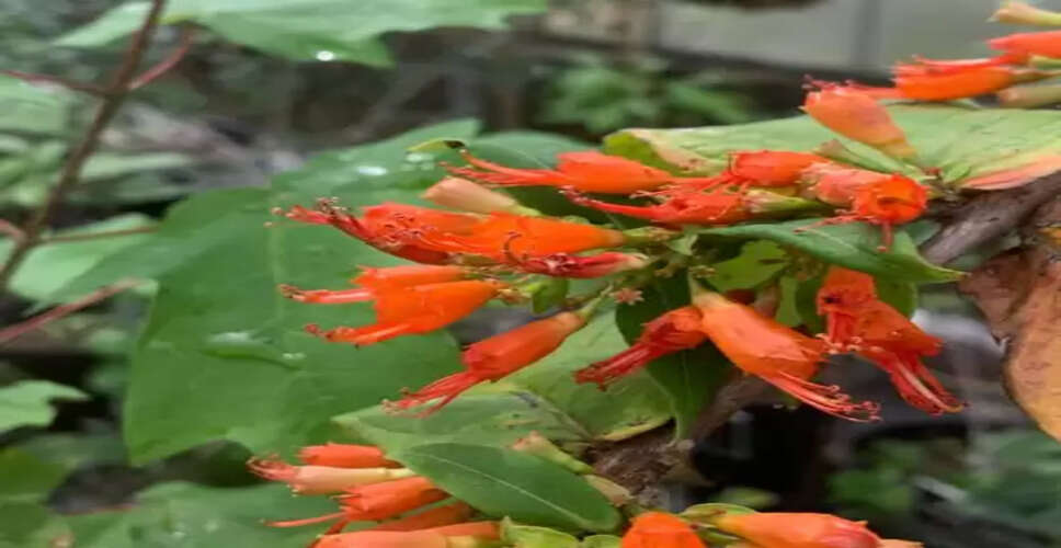 गठिया-अल्सर जैसी बीमारियों में आराम देने वाले धातकी के वैज्ञानिक और आयुर्वेदिक फायदे