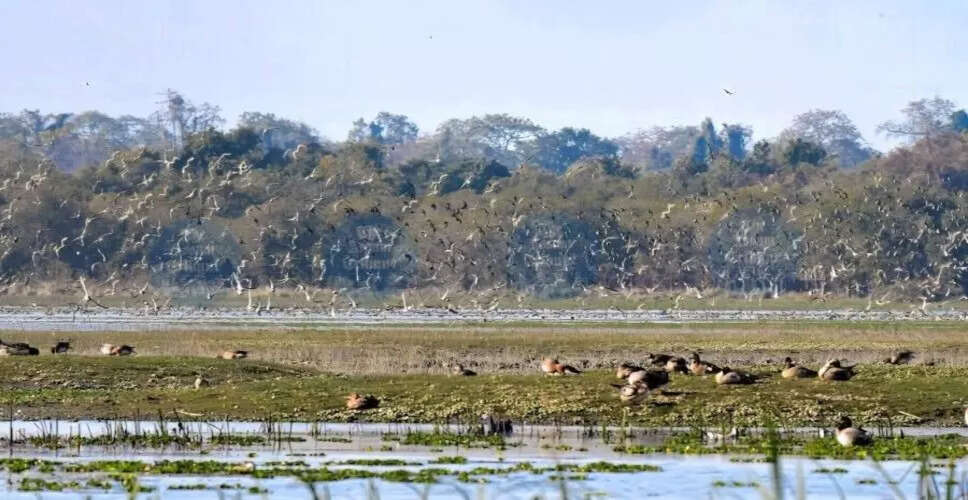 बुरहचापोरी वन्यजीव अभयारण्य में अतिक्रमण हटाने से वन्यजीवों को मिली नई जगह