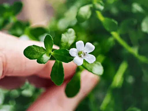 ब्राह्मी की खेती: किसानों के लिए लाभकारी विकल्प