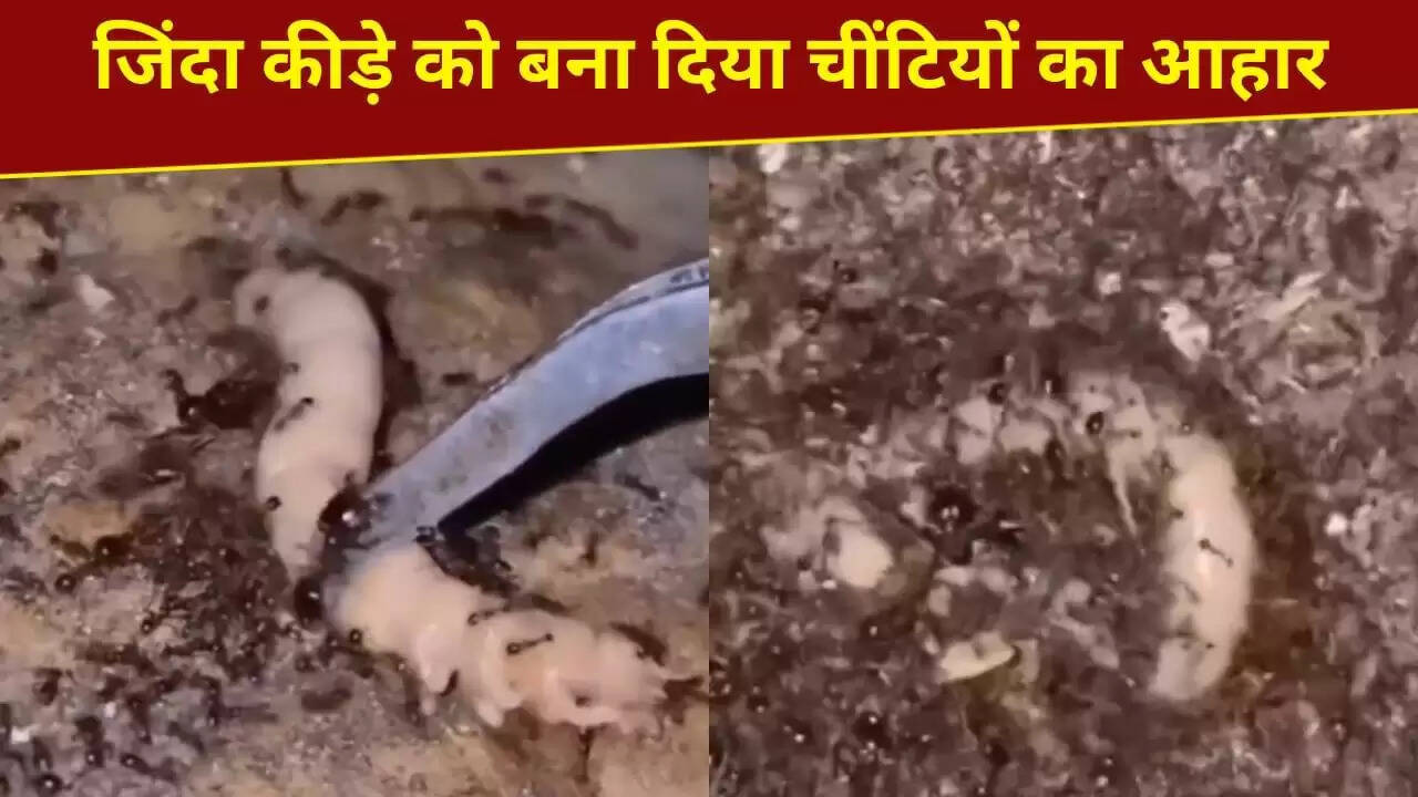 सोशल मीडिया पर वायरल हुआ चींटियों द्वारा जिंदा कीड़े का शिकार