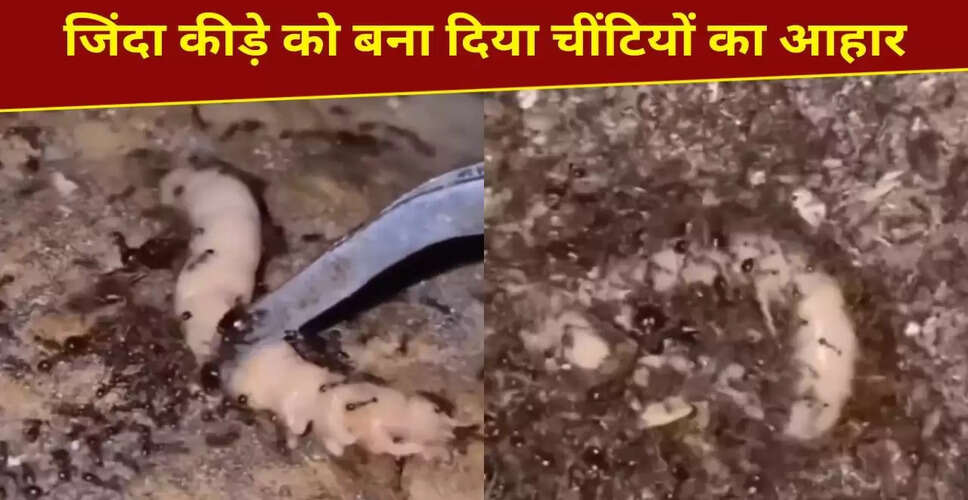 सोशल मीडिया पर वायरल हुआ चींटियों द्वारा जिंदा कीड़े का शिकार