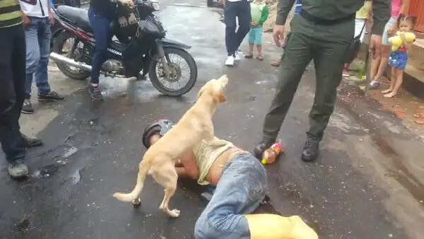 कोलंबिया में कुत्ते की वफादारी ने जीता दिल