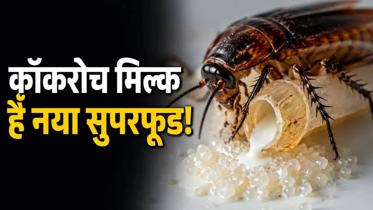 कॉकरोच का दूध: क्या यह सच में सुपरफूड है?