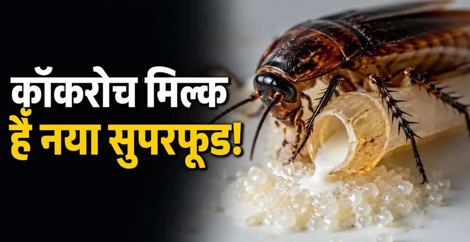 कॉकरोच का दूध: क्या यह सच में सुपरफूड है?