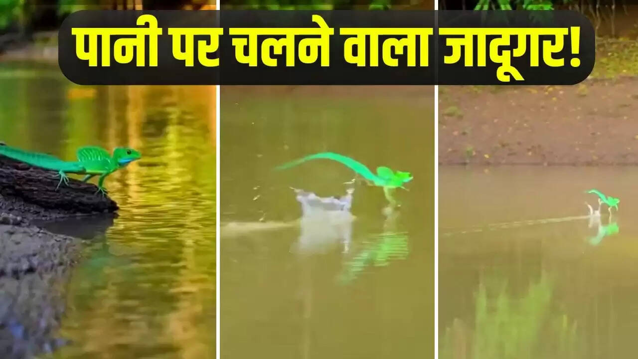 छिपकली का पानी पर दौड़ने का अद्भुत वीडियो वायरल